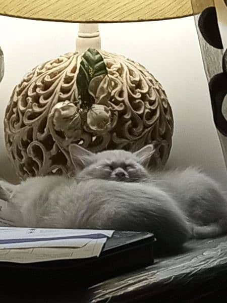 Persian Kittens for urgent sale 4