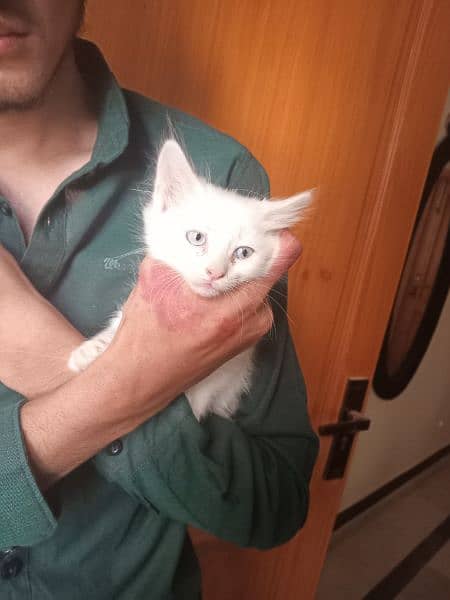 Persian Kittens for urgent sale 7