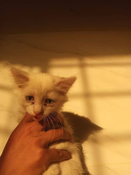Persian Kittens for urgent sale 11