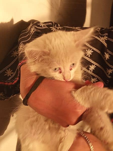 Persian Kittens for urgent sale 12