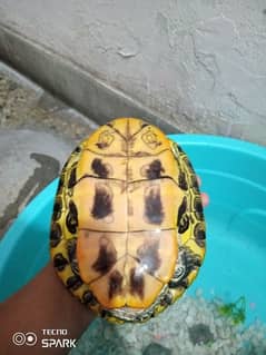 turtle 0