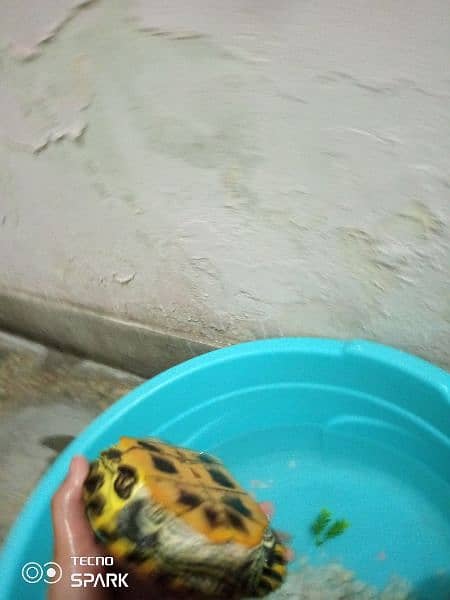 turtle 3