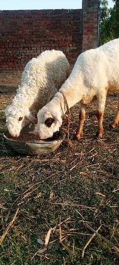 pure kajli sheep with baby sheep