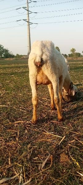 pure kajli sheep with baby sheep 3