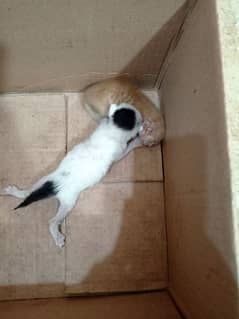 2 Semi Persian kittens | pair for free