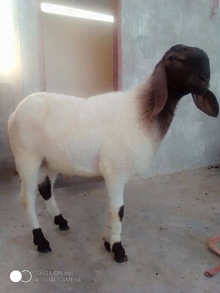 goats 3