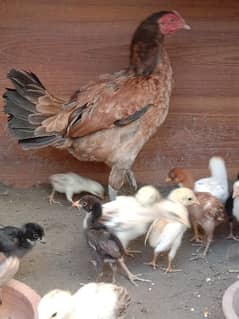hens for sale 0