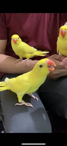yellow ringneck pair 2