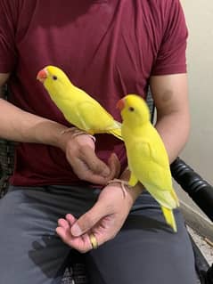 yellow ringneck pair