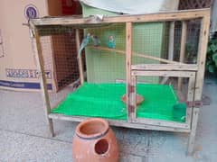 Australian Parrot Pair With 3 Kids And Cage Very Cheap