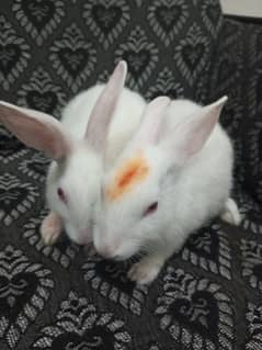 Pure white red eyes rabbit pair available for sale.
