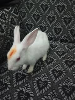 Pure white red eyes rabbit pair available for sale.