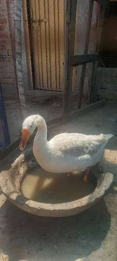 big male Duck for sale
