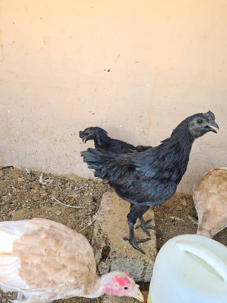 ayam cemani murga 1