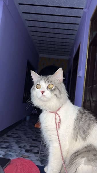 persian cat for sale 3