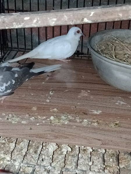 dove young pair for sale. 0