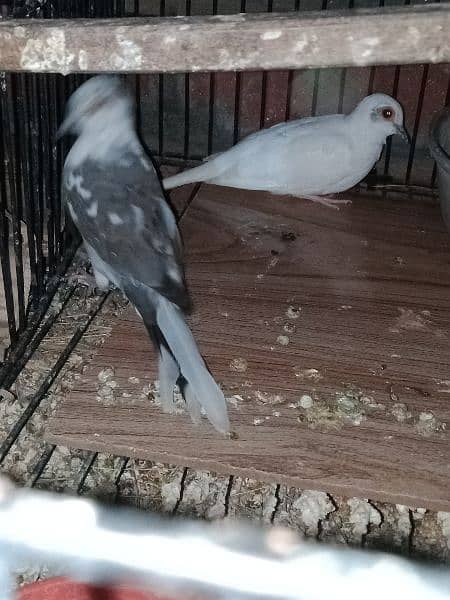 dove young pair for sale. 1