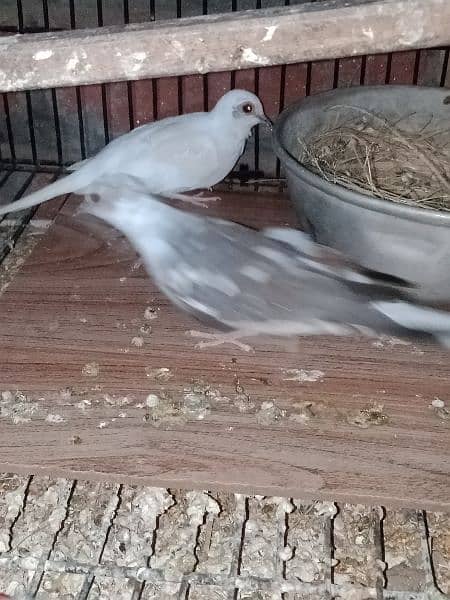 dove young pair for sale. 2