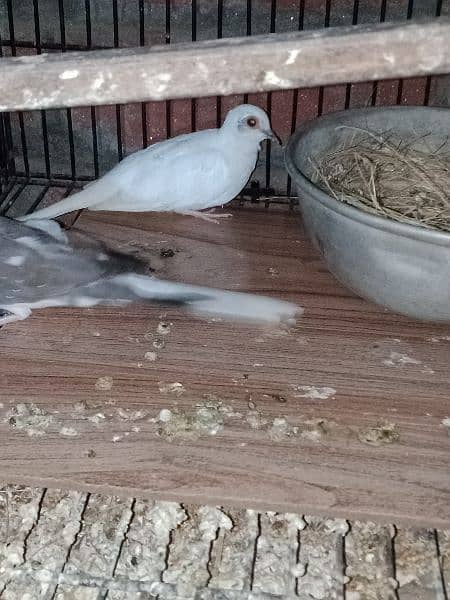 dove young pair for sale. 3