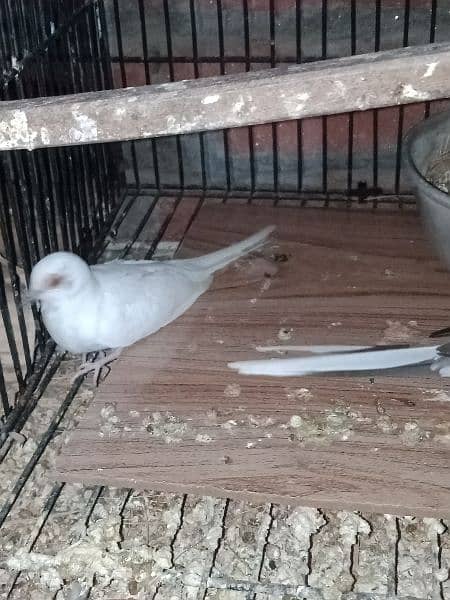 dove young pair for sale. 4