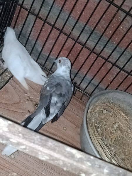 dove young pair for sale. 6