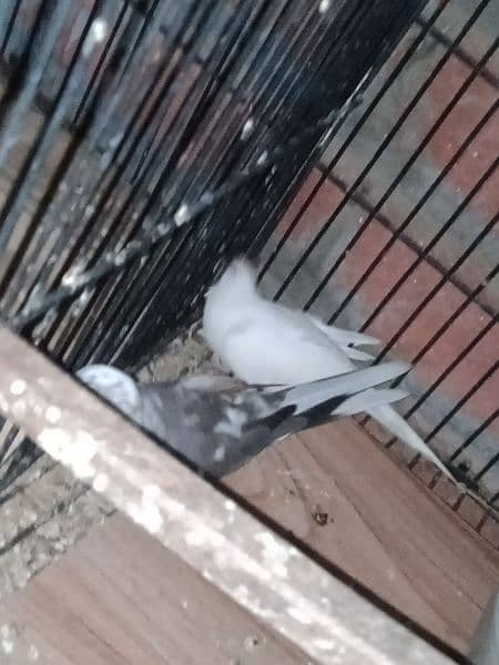 dove young pair for sale. 7
