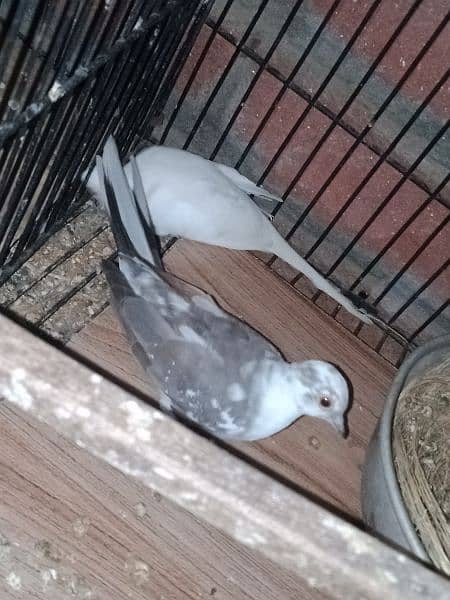 dove young pair for sale. 8