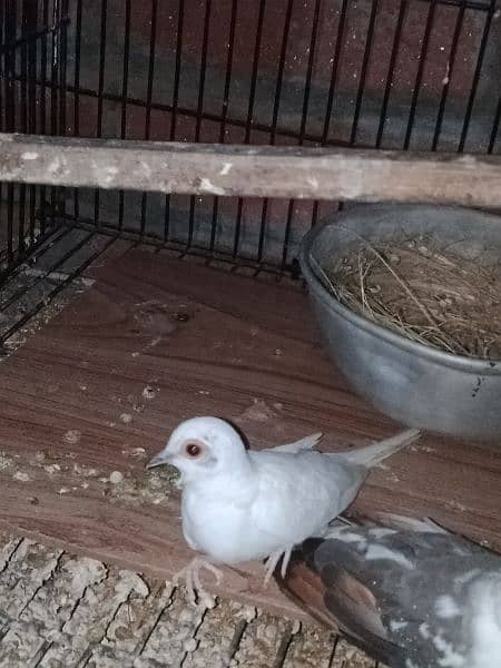 dove young pair for sale. 9