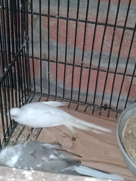 dove young pair for sale. 11