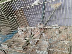 Dove phate for sale