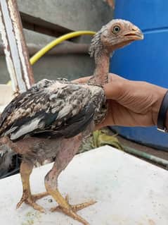 Aseel Shamo male chick For sale 0