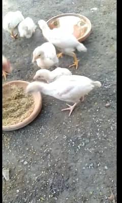 Heera chicks for sale contact number 03145042267