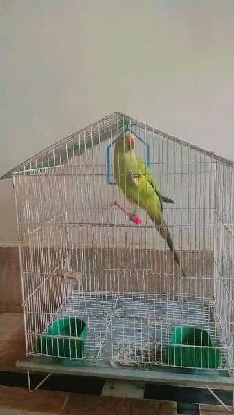 Green parrot 1