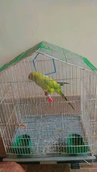 Green parrot 2
