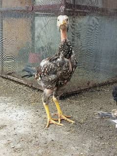 Aseel Mianwali Male chick for sale 0