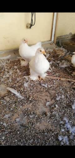 Bantam chicks