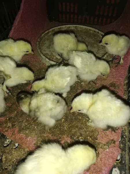 Bantam chicks 3