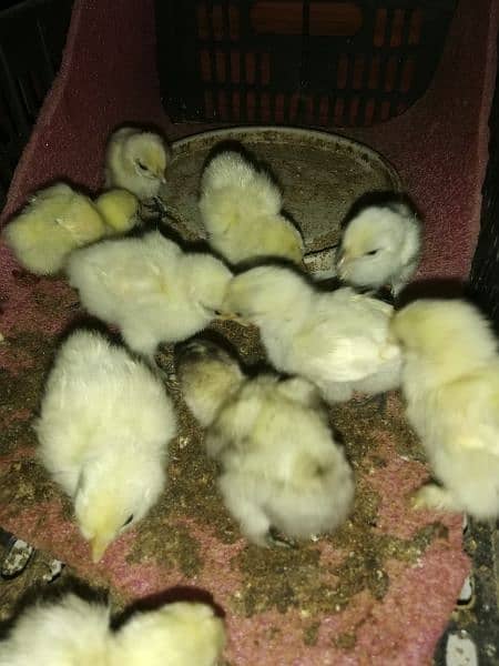 Bantam chicks 4