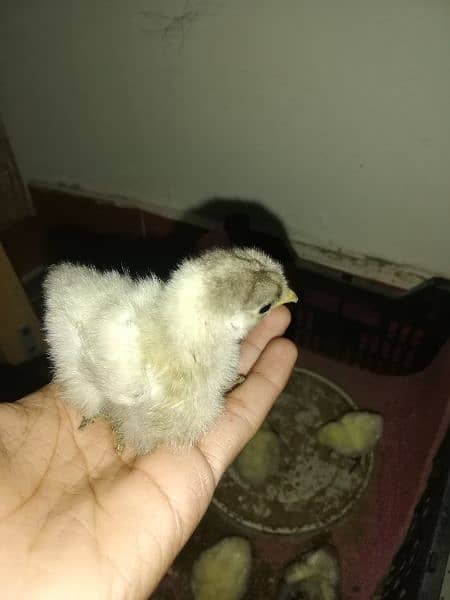 Bantam chicks 5