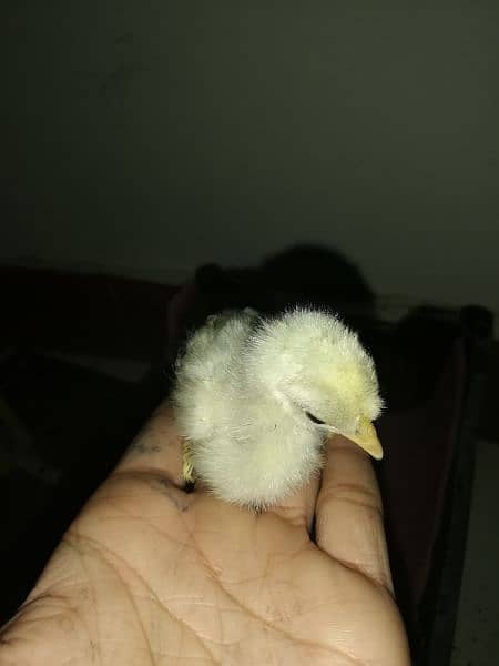 Bantam chicks 6