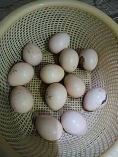 Aseel Eggs Available for Sale Sawa murga Or Amrohi cross ky eggs hai