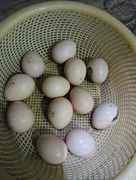 Aseel Eggs Available for Sale Sawa murga Or Amrohi cross ky eggs hai 1