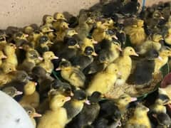 Ducklings/ بطخ کے بچے