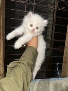 Persian Triple Coated Kitten For sale vaccinated