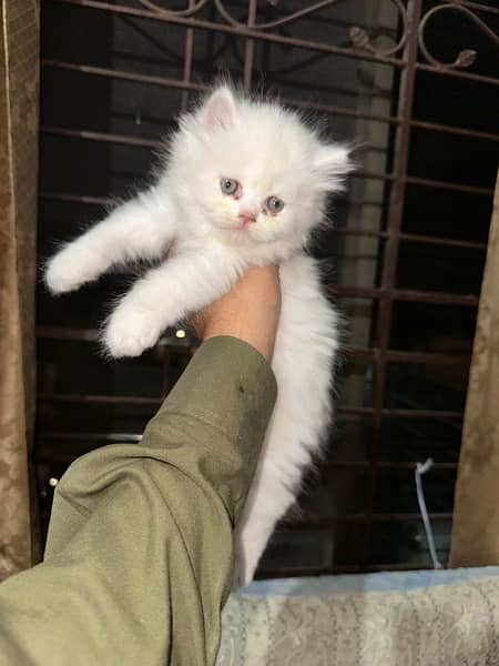 Persian Triple Coated Kitten For sale 0