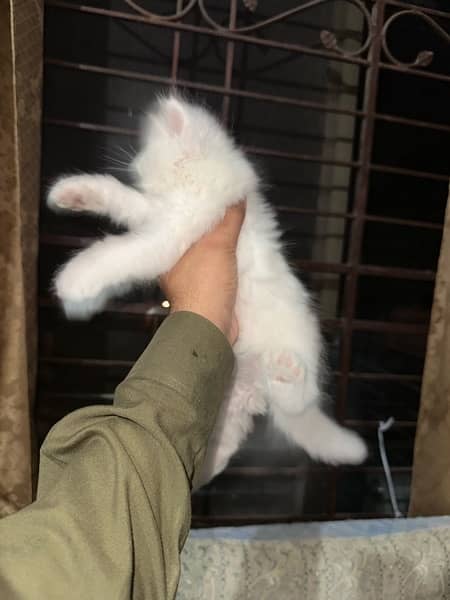Persian Triple Coated Kitten For sale 1