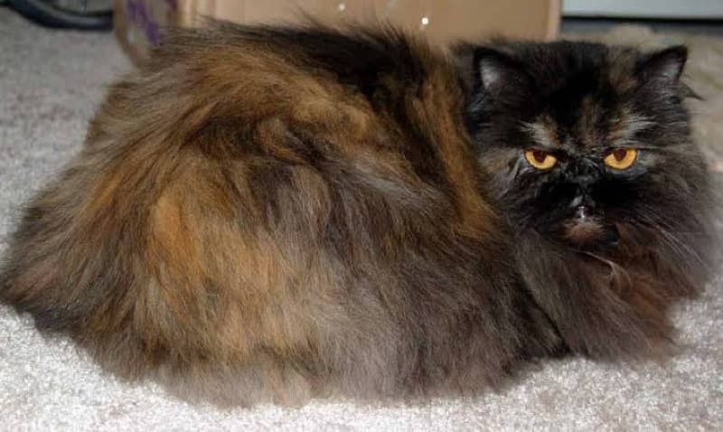 Persian Triple Coated Kitten For sale 2