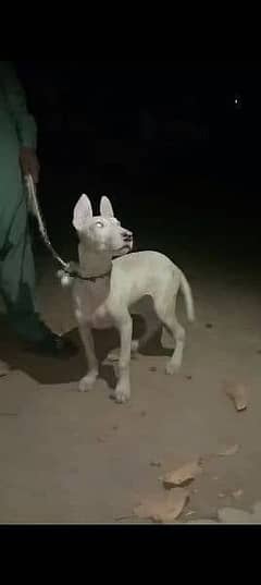 pure gultariya dog for sale