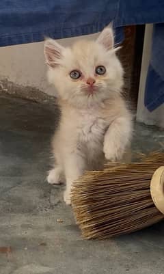 Urgent sale persian kittens