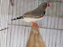 King size Pied Finch Breeder Pair